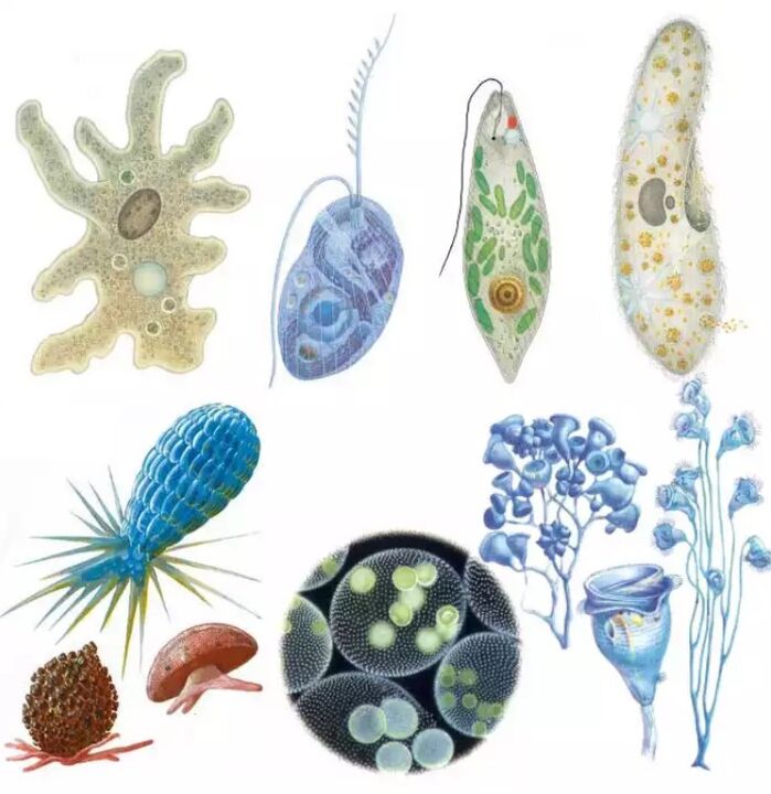 Parasit milik kerajaan Protozoa, di mana ada lebih dari lima belas ribu spesies